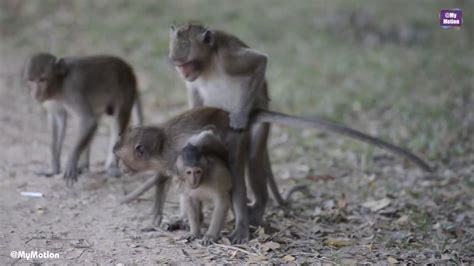 ) They are usually very loud as well. . Fuck a monkey video